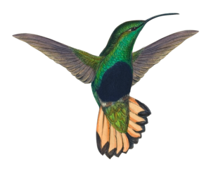 jesspertar-beija-flor-png